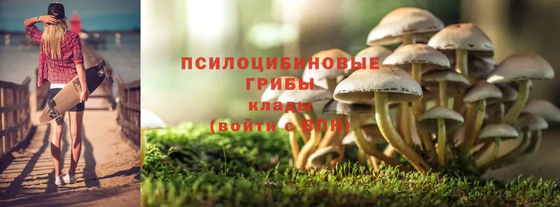 цена наркотик  Кузнецк  Галлюциногенные грибы Psilocybine cubensis 